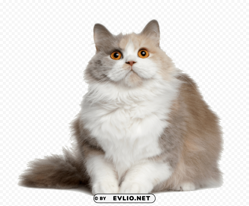 cat file Free PNG images with alpha transparency compilation