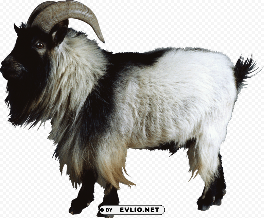 goat High-resolution transparent PNG images assortment