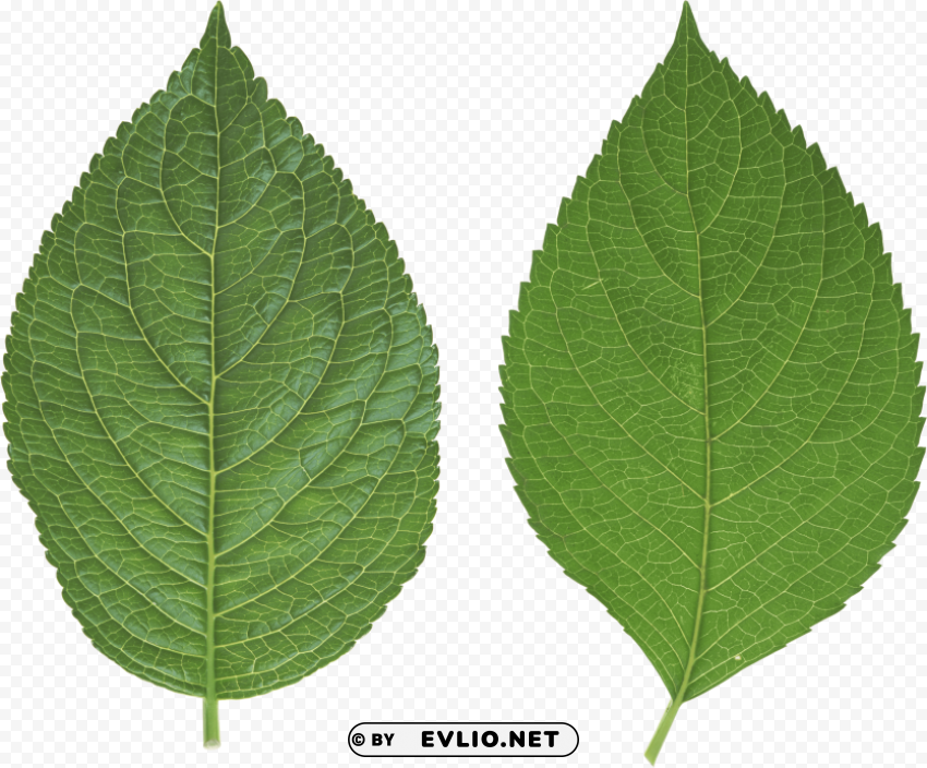 PNG image of green leaves PNG photo without watermark with a clear background - Image ID f4220f0b