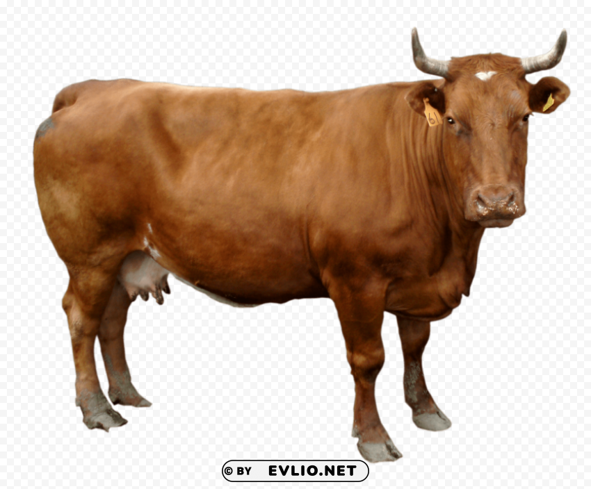 male cow standing Transparent PNG pictures for editing