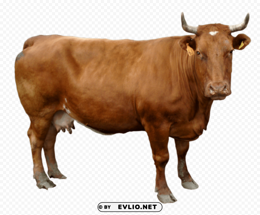 Male Cow Standing Transparent PNG Pictures For Editing