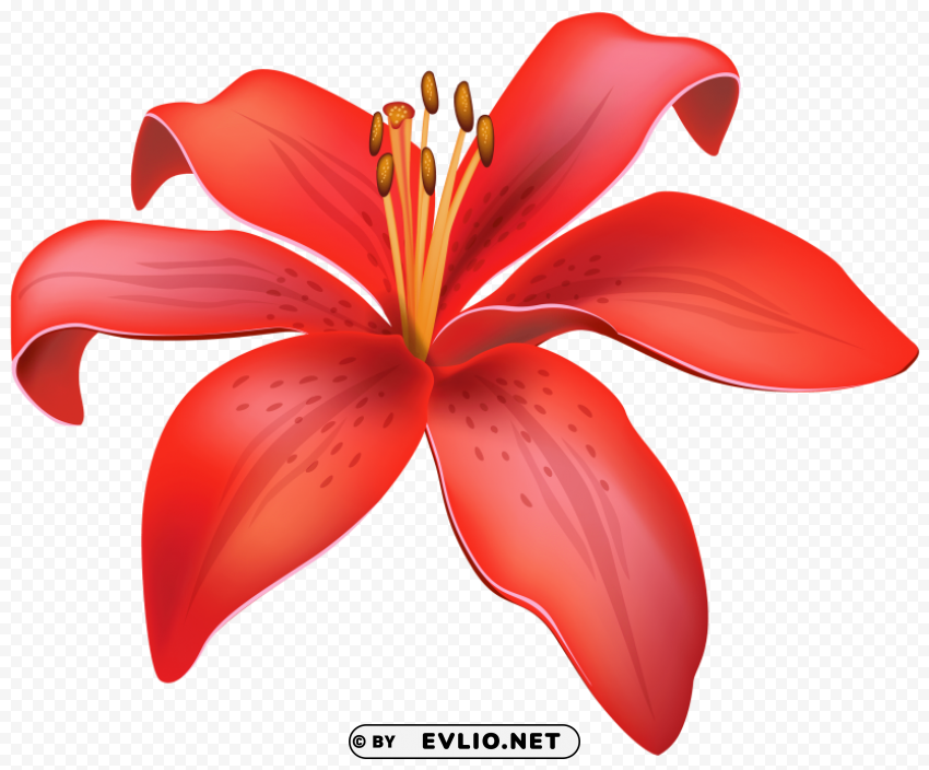 red lily flower PNG transparent designs