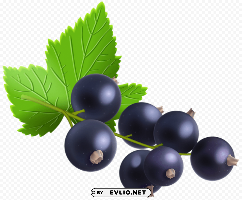 blackcurrant Isolated Character in Transparent PNG Format