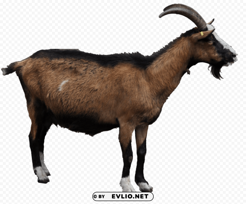 goat High-quality transparent PNG images comprehensive set