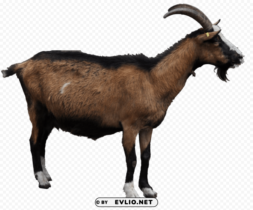 Goat High-quality Transparent PNG Images Comprehensive Set