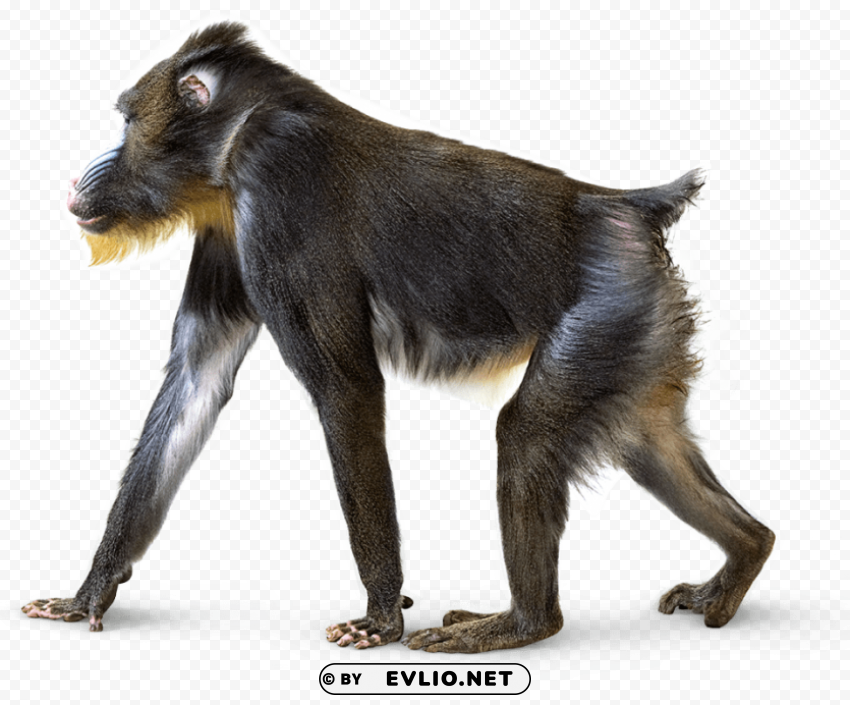 macaque Transparent PNG Isolated Subject png images background - Image ID 69a87bc4