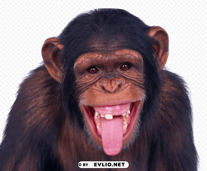 monkey High Resolution PNG Isolated Illustration
