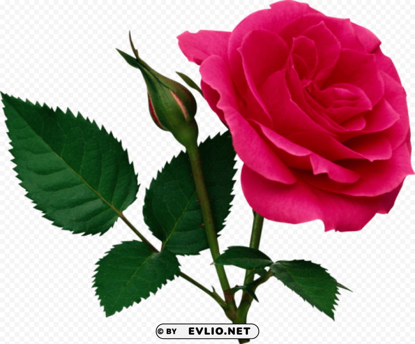 pink large rose and rose bud PNG files with transparent canvas collection