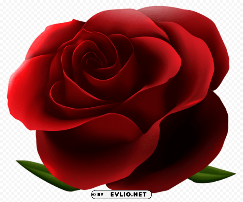 red rose Isolated Design in Transparent Background PNG