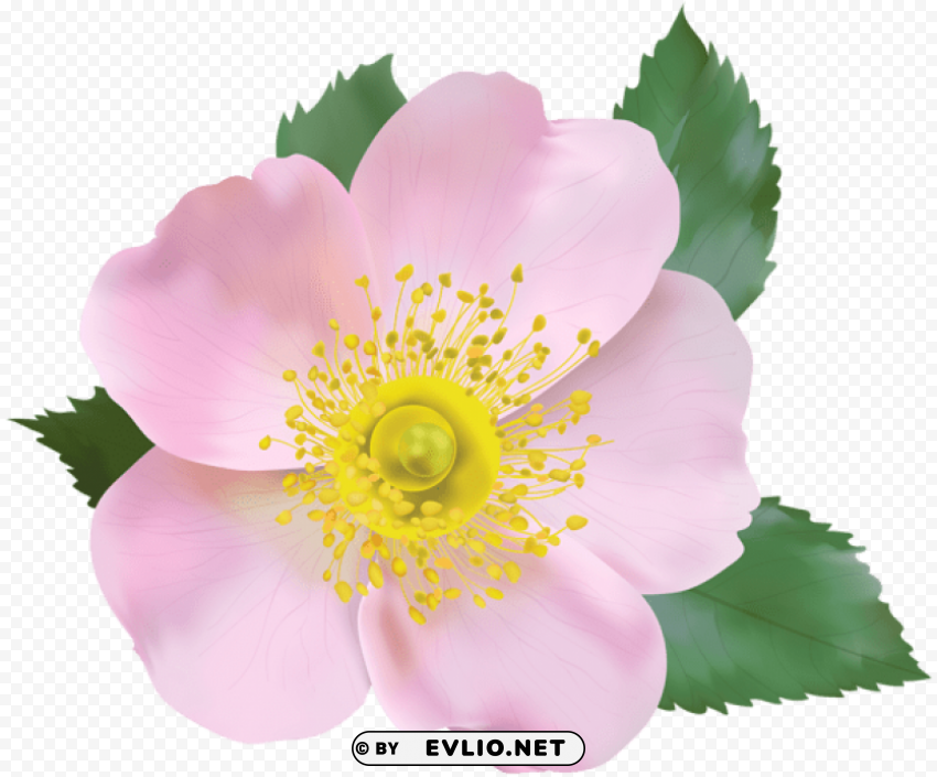 rose blossom Transparent PNG images extensive variety