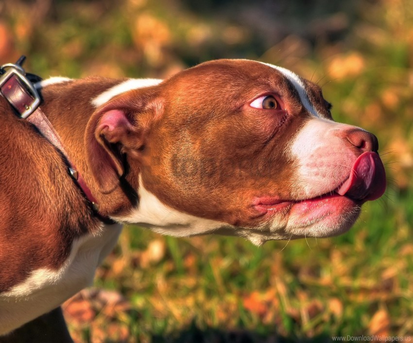 American Bully Animal Dog Face Tongue Wallpaper Clear PNG Pictures Broad Bulk