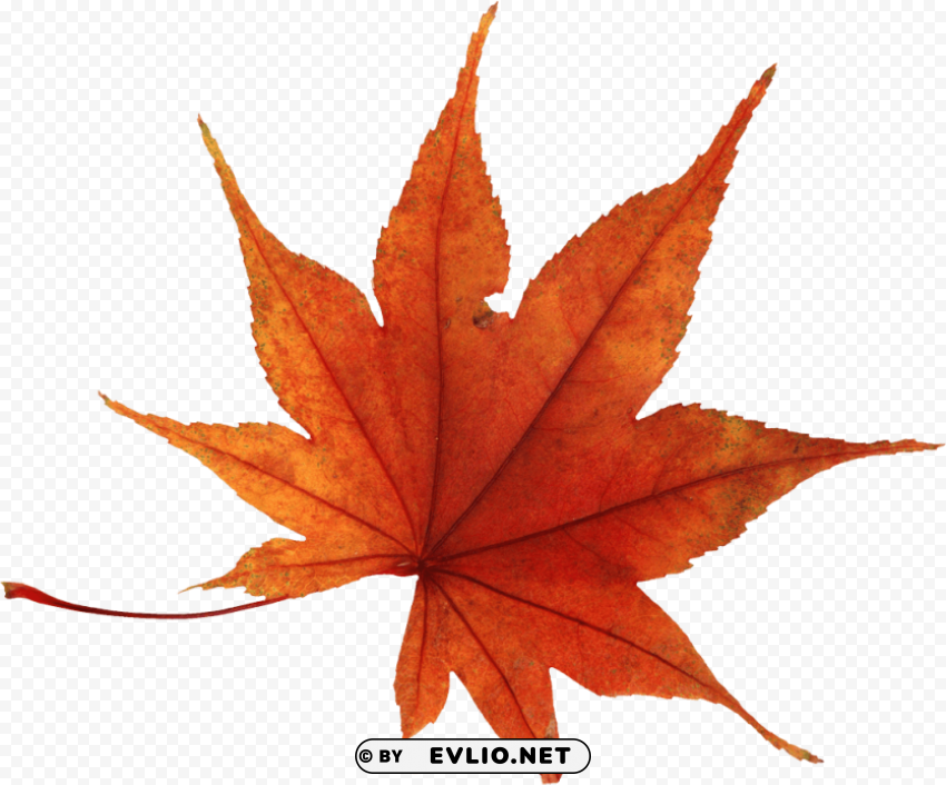 autumn leaf Isolated Object on HighQuality Transparent PNG