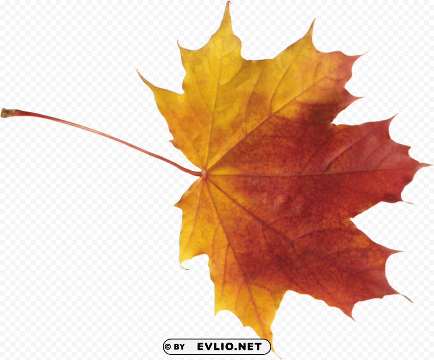 autumn leaf PNG with no background for free
