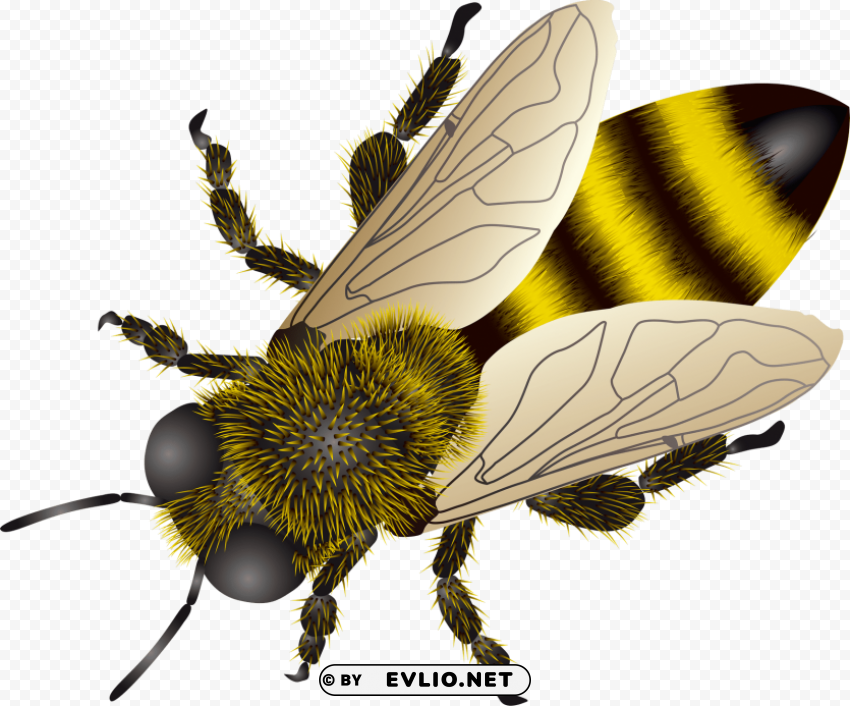 Bee Isolated Item On Transparent PNG Format