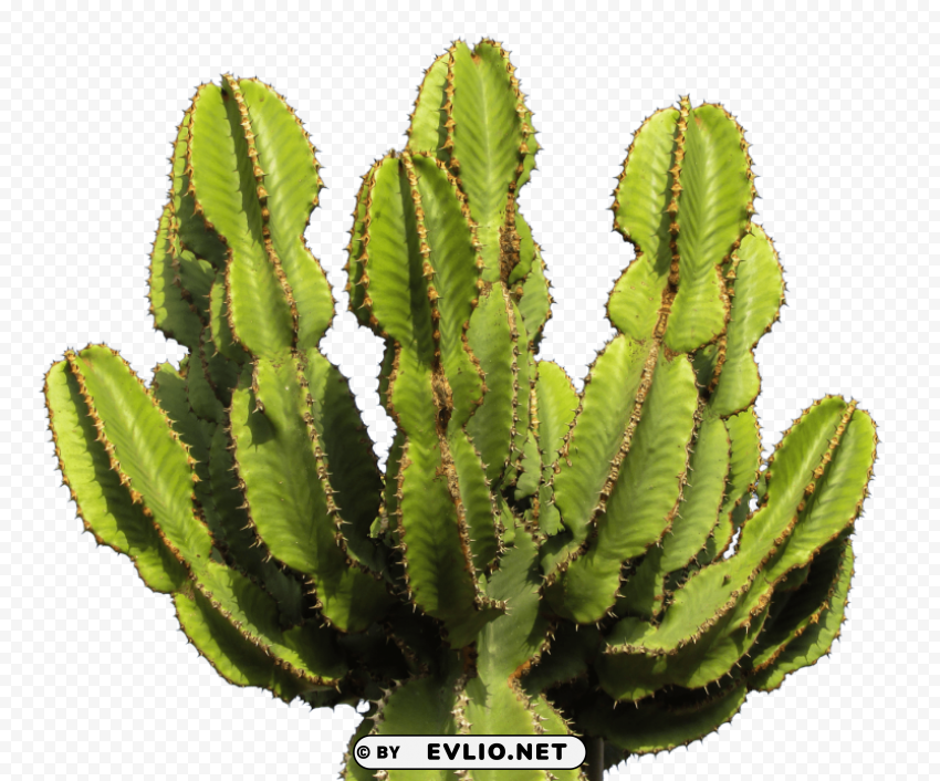 cactus Clear Background PNG Isolated Subject