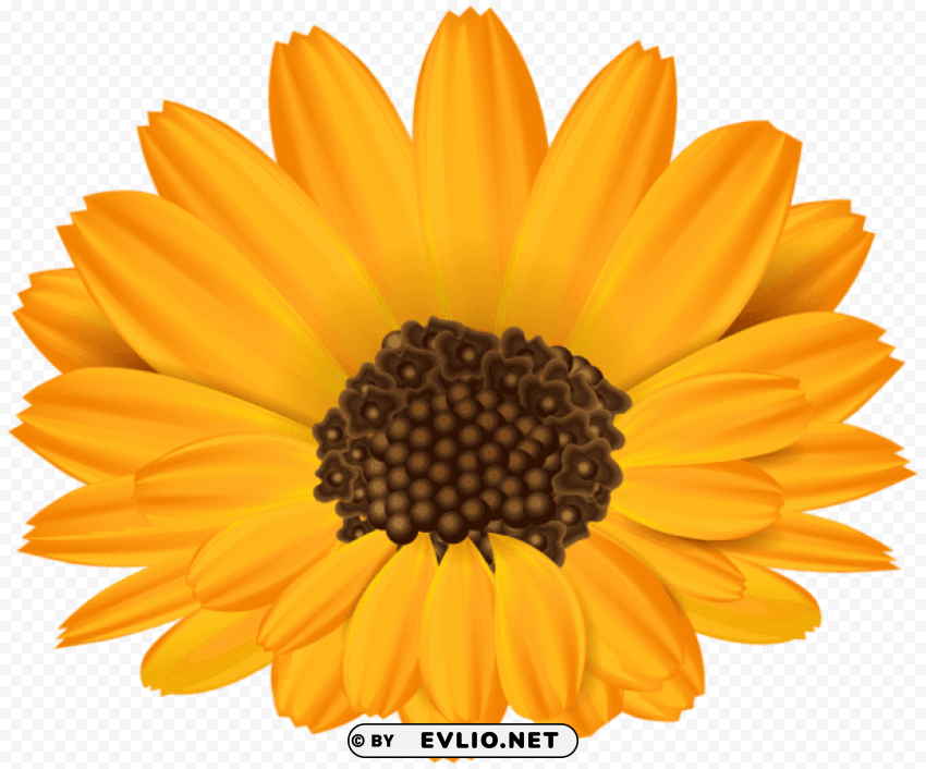 orange flower PNG Graphic with Isolated Clarity