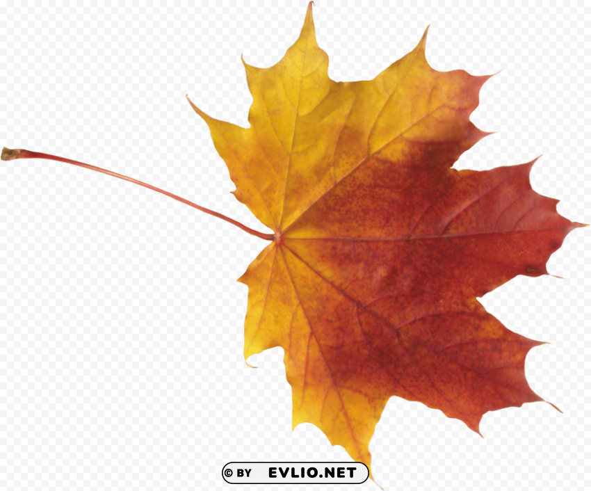 red leaves Isolated Icon with Clear Background PNG