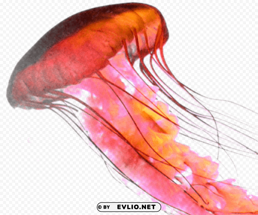 rose jellyfish Isolated Character in Clear Transparent PNG