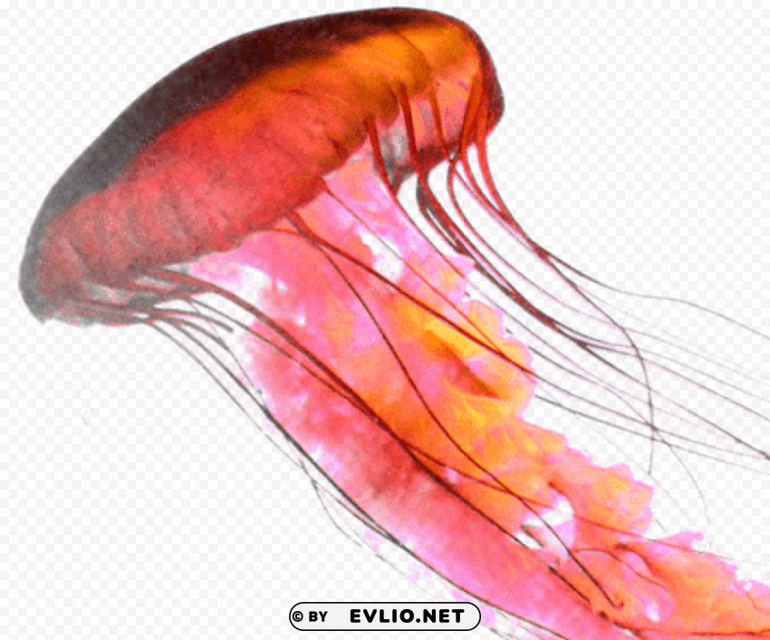 rose jellyfish Isolated Character in Clear Transparent PNG png images background - Image ID 201b6051