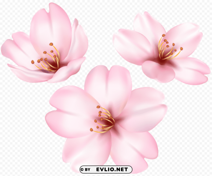 spring blooming tree flower PNG Image with Transparent Isolation