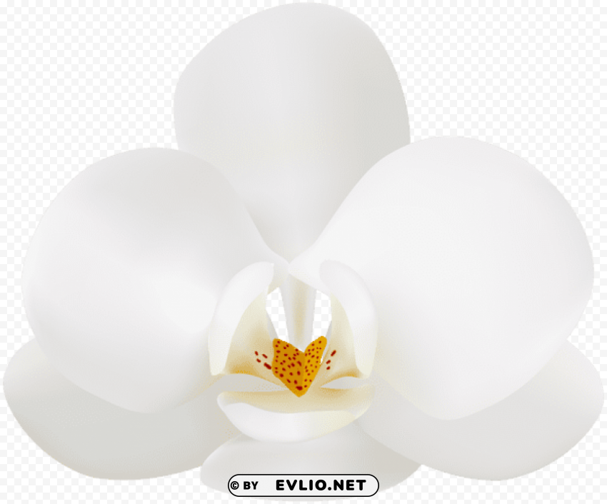 white orchid Transparent Background PNG Isolated Character