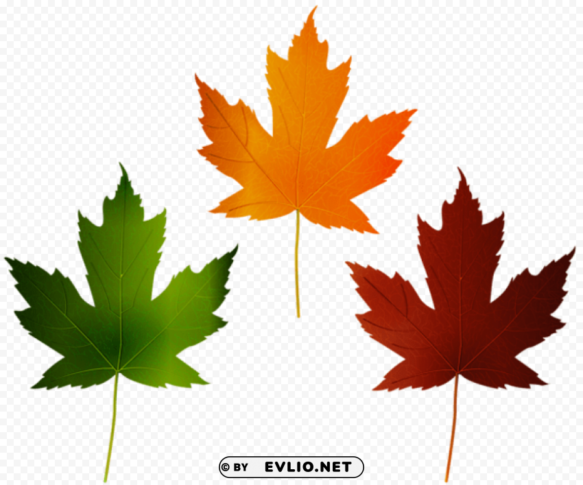 autumn leaves set Isolated Icon with Clear Background PNG