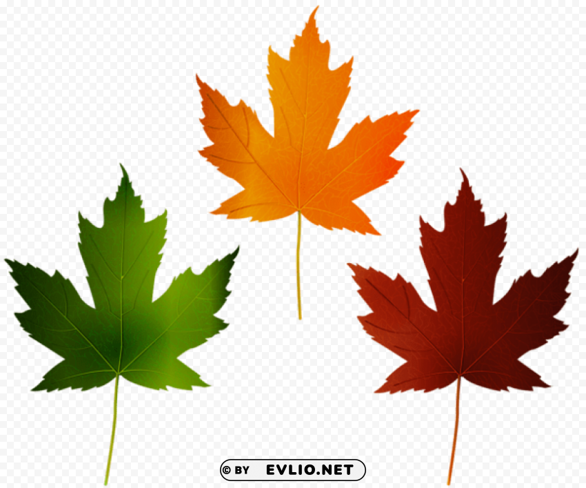 Autumn Leaves Set Isolated Icon With Clear Background PNG