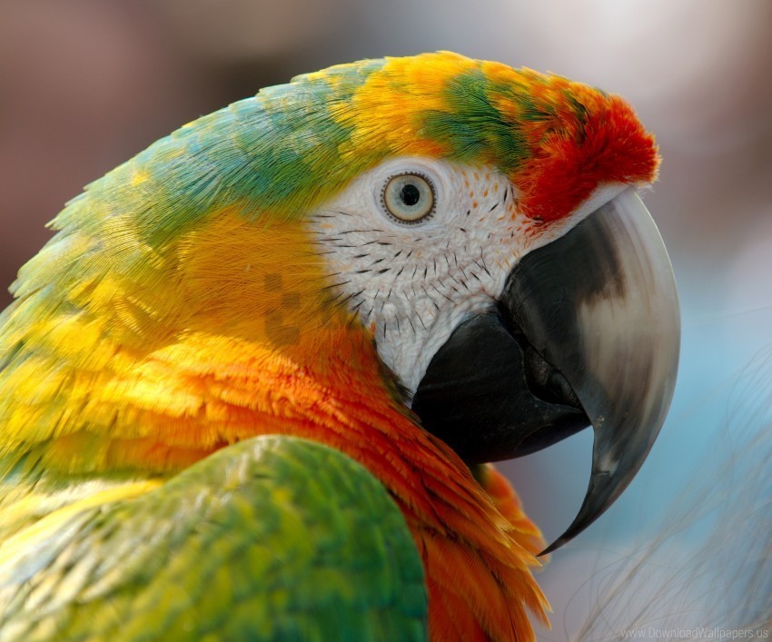 beak bird macaw parrot wallpaper PNG graphics with clear alpha channel selection