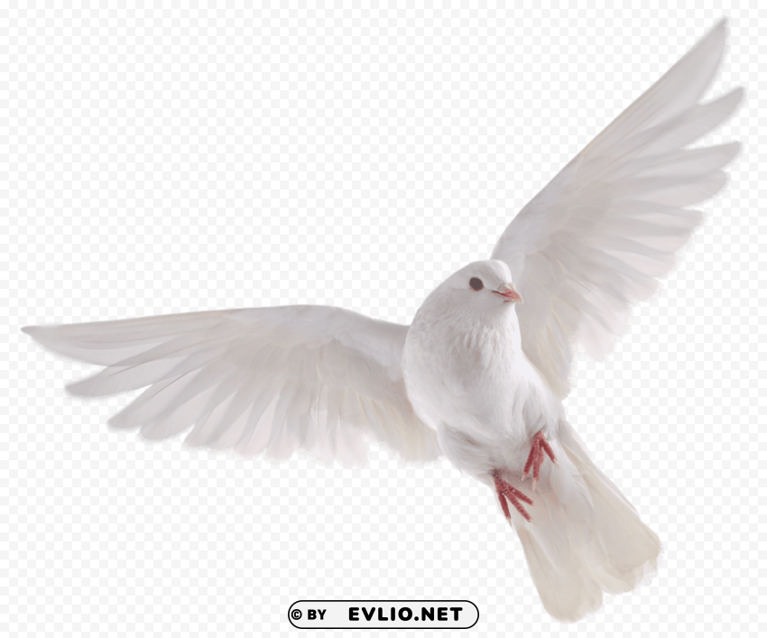 birds free Transparent PNG pictures for editing