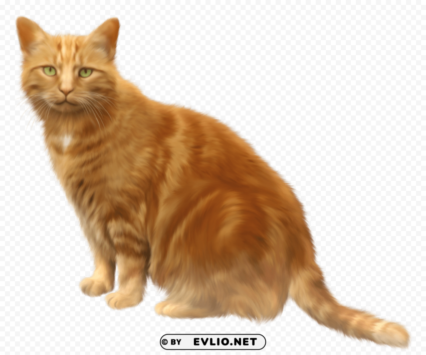 golden cat High-quality transparent PNG images comprehensive set