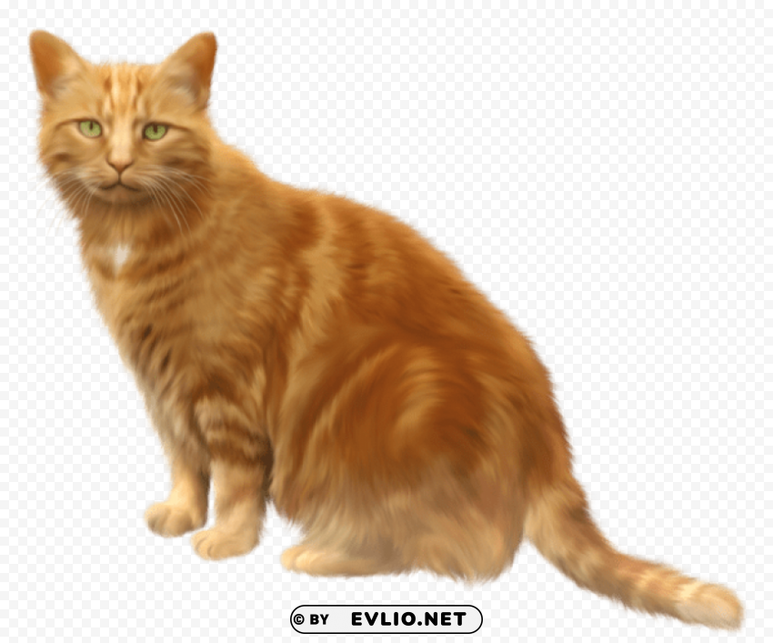 orange cat Isolated Subject in Transparent PNG