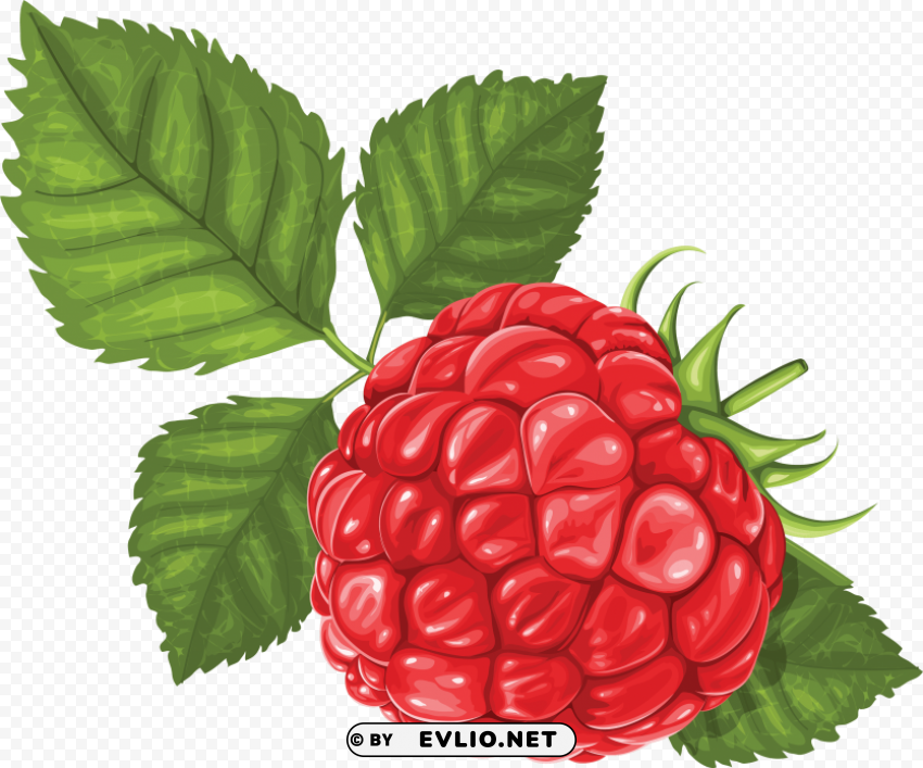 raspberry Free PNG images with transparent background clipart png photo - 10307bba