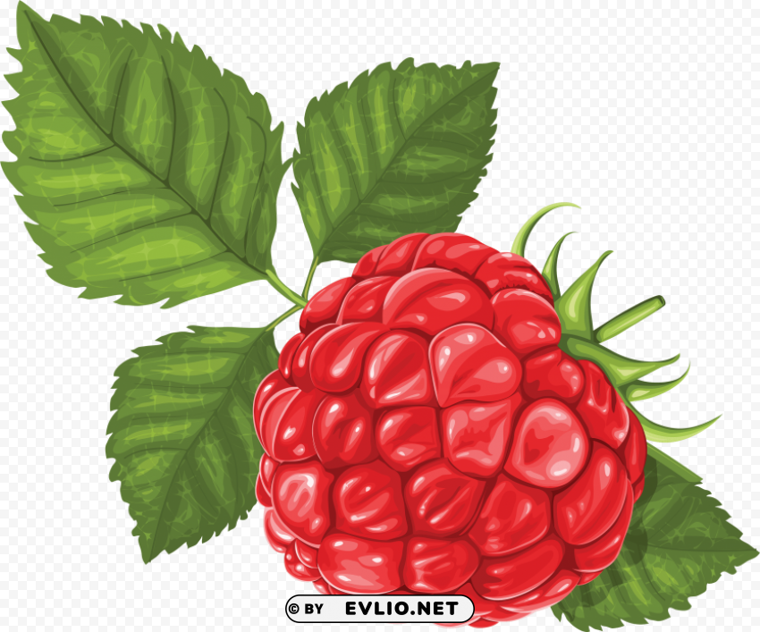 Raspberry Free PNG Images With Transparent Background