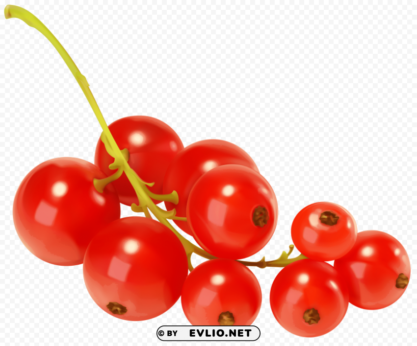 red currants PNG with Transparency and Isolation