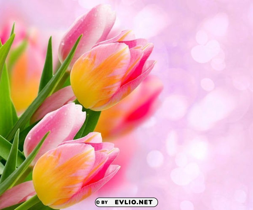 tulips pink Transparent PNG images wide assortment