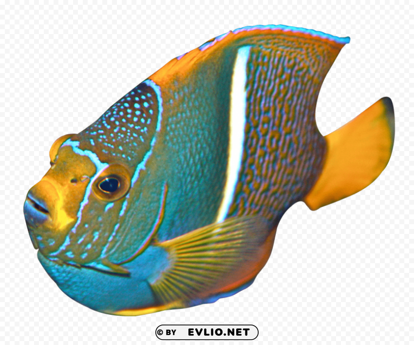 angelfish HighQuality Transparent PNG Isolated Object
