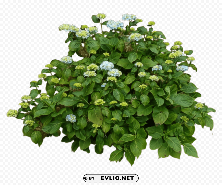 bushes free download PNG transparent photos library