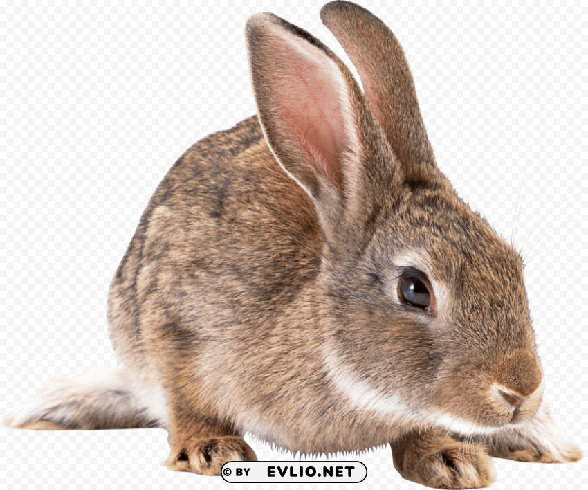 cute brown rabbit PNG Image Isolated with Transparent Detail