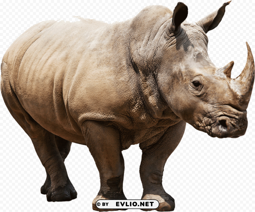 huge rhino PNG pictures with no backdrop needed