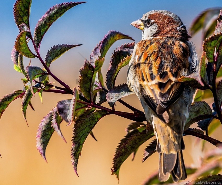 Bird Branches Leaves Sparrow Wallpaper Transparent PNG Images Bundle