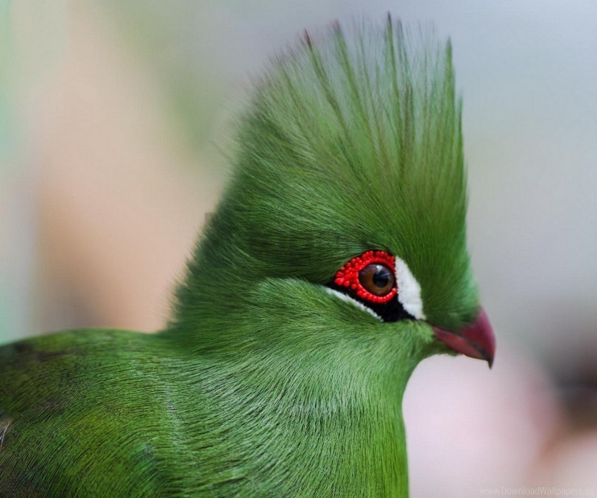 bright color eyes guinea turaco poultry pro wallpaper PNG Graphic with Isolated Design