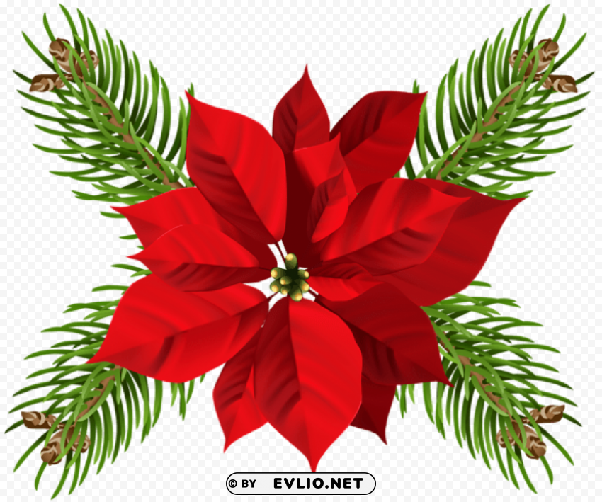 christmas poinsettia Transparent Background Isolation in PNG Format