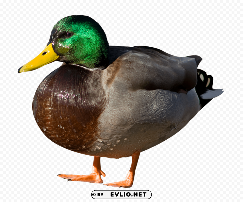 Duck PNG transparent graphic