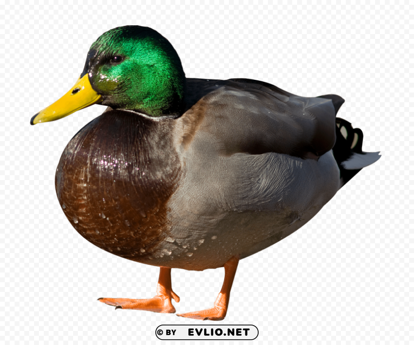 duck Isolated Artwork on Transparent Background