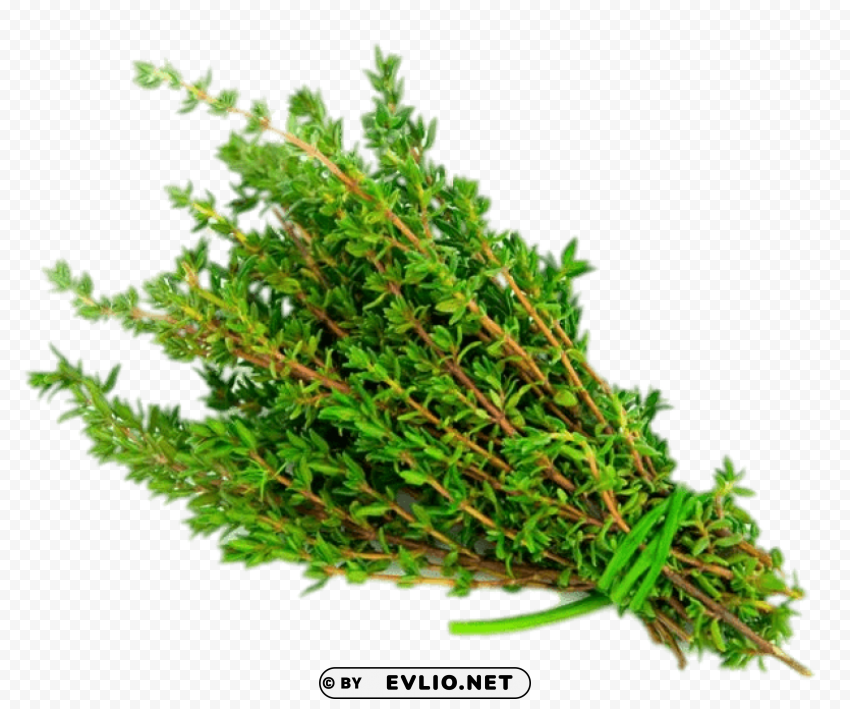 herb download Transparent PNG Isolated Illustration