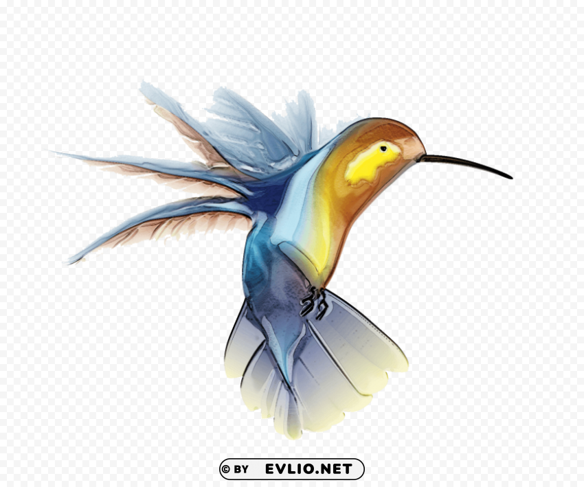 hummingbird tattoo Transparent background PNG images comprehensive collection