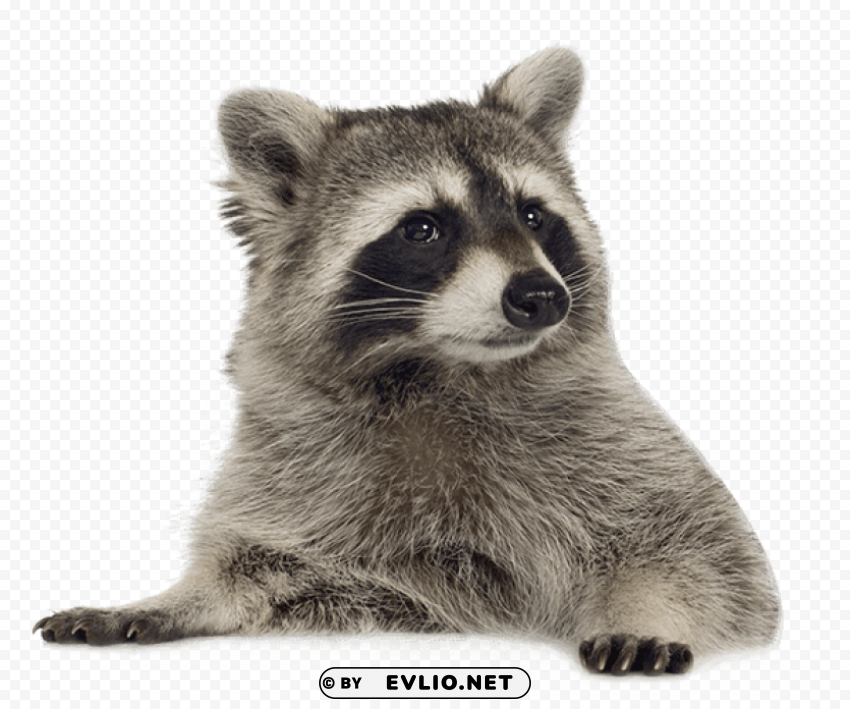 raccoon lying down Isolated Graphic on HighResolution Transparent PNG
