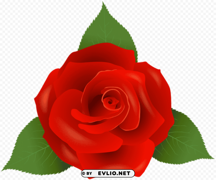 red rose HighQuality Transparent PNG Isolated Element Detail