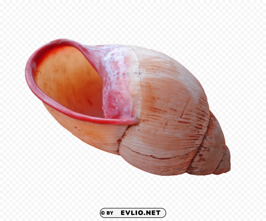 Shell Download Clear Background PNG Isolated Element Detail