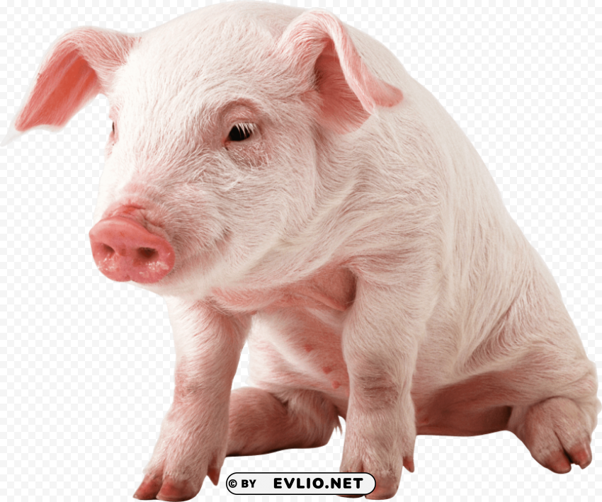 small pig sitting PNG clip art transparent background